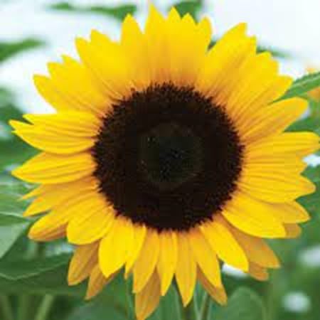 Sunflower Flower Seeds – Heirloom, Non-GMO, High Germination Organic Garden Seeds for Planting