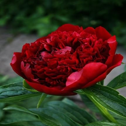 Peony Flower Seeds – Heirloom, Non-GMO, High Germination Organic Garden Seeds for Planting