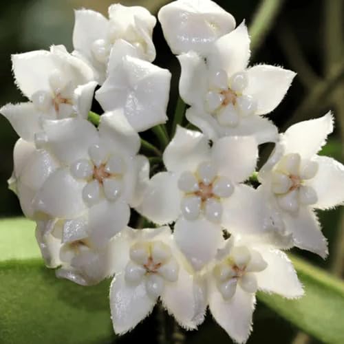 White Hoya Flower Seeds Heirloom Non-GMO High Germination Organic Garden Seeds for Planting