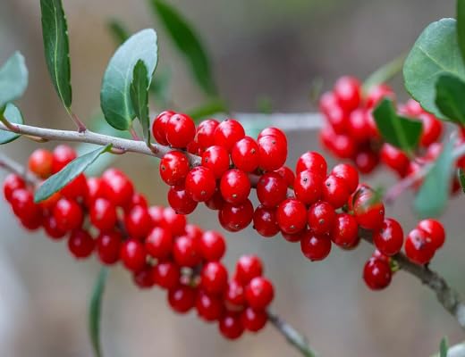 Red Ilex Vomitoria Seeds – Heirloom, Non-GMO, High Germination Organic Garden Seeds