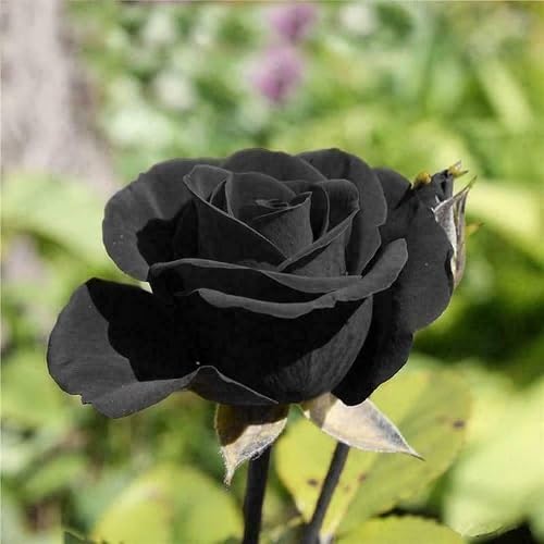 blackroseflowerheirloomnongmo flower seeds