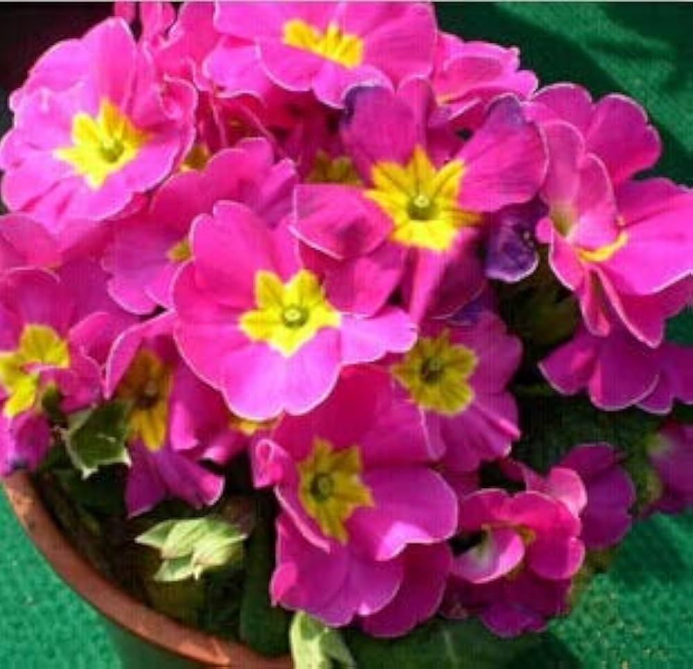 purple fairy flower seeds