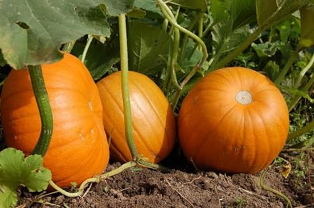 Pumpkin Orange Seeds – Heirloom, Non-GMO, High Germination Organic Garden Seeds Planting