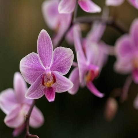 Pink Phalaenopsis Orchid Flower Seeds – Heirloom Non-GMO High Germination Organic Garden Seeds for Planting