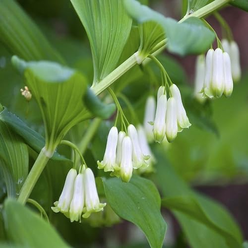 White Polygonatum Canaliculatum Seeds – Heirloom Non-GMO High Germination Garden Seeds
