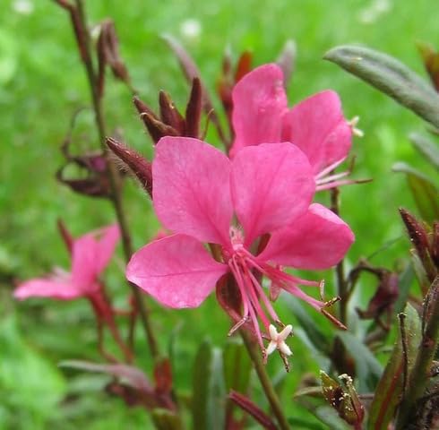 Pink Oenothera Lindheimeri Flower Seeds – Heirloom, Non-GMO, High Germination Organic Garden Seeds for Planting