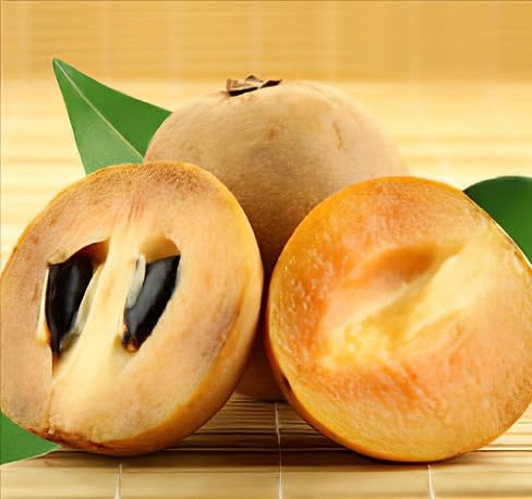 Sapodilla Seeds – Heirloom, Non-GMO, High Germination Organic Garden Seeds