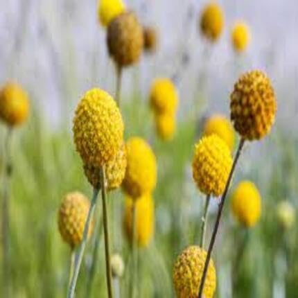 Yellow Billy Buttons Flower Seeds for Planting – Heirloom, Non-GMO, High Germination Organic Garden Seeds