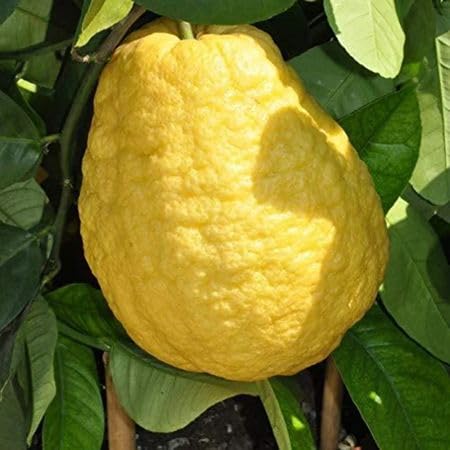 Yellow Citron Seeds – Heirloom, Non-GMO, High Germination Organic Garden Seeds