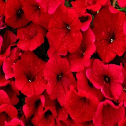 Petunia Flower Seeds Red Heirloom Non-GMO High Germination Organic Garden Seeds