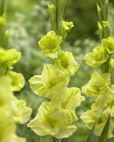 Gladiolus Flower Seeds – Heirloom, Non-GMO, High Germination Organic Garden Seeds for Planting