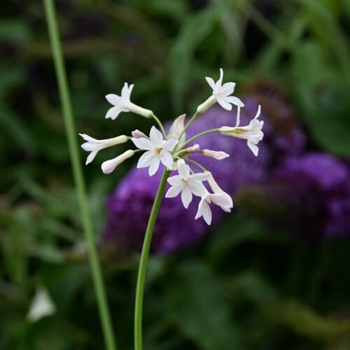 Tulbaghia Flower Seeds Heirloom Non-GMO High Germination Organic Garden Seeds for Planting