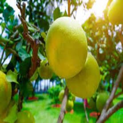 Yellow Pomelo Seeds – Heirloom, Non-GMO, High Germination Organic Garden Seeds