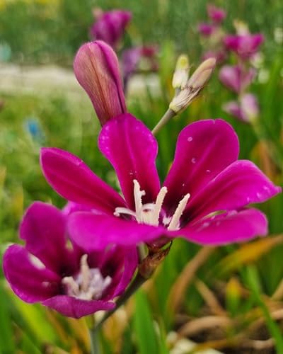 Sparaxis Flower Seeds – Heirloom, Non-GMO, High Germination Organic Garden Seeds