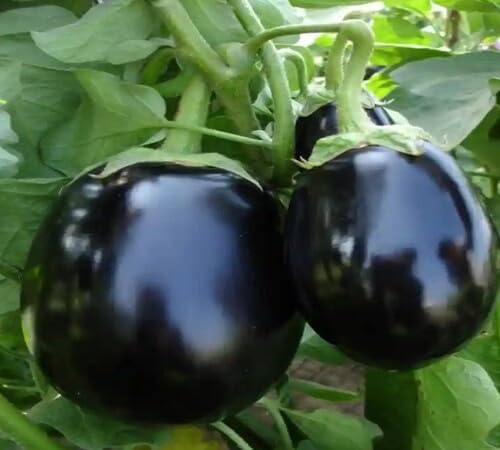 Purple Eggplant Seeds – Heirloom, Non-GMO, High Germination Organic Garden Seeds Planting