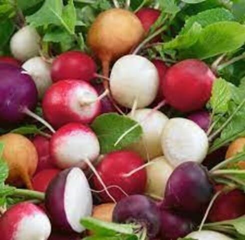Mixed Radish Seeds – Heirloom, Non-GMO, High Germination Organic Garden Seeds Planting