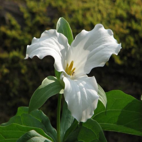 White Trillium Flower Seeds Heirloom Non-GMO High Germination Organic Garden Seeds for Planting