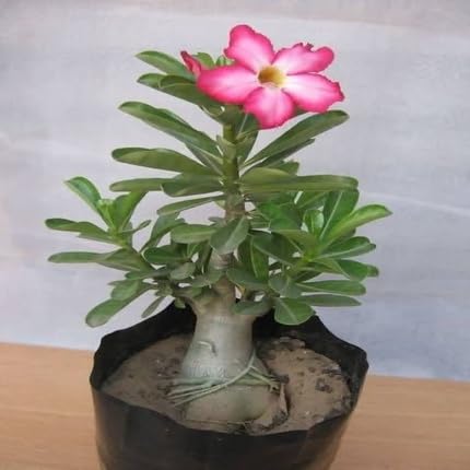 White Pink Adenium Flower Seeds Heirloom Non-GMO High Germination Organic Garden Seeds for Planting