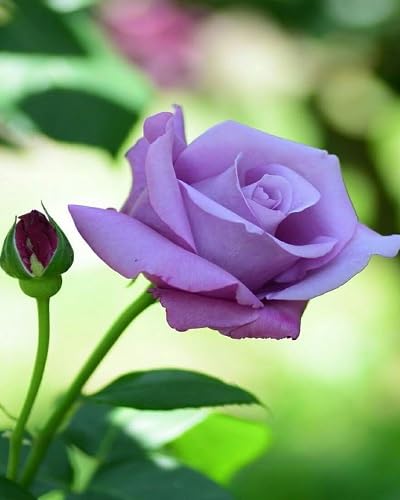 Purple Rose Flower Seeds for Planting – Heirloom Non-GMO High Germination Organic Garden Seeds