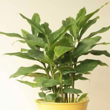 Green Cardamom herb seeds