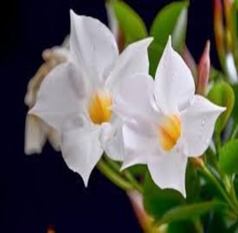 Semillas de flor Dipladenia blanca, reliquia, sin OMG, alta germinación, semillas orgánicas para jardín