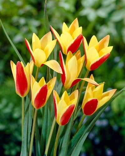 Yellow Red Tulipa Clusiana Flower Seeds Heirloom Non-GMO High Germination Organic Garden Seeds