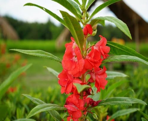 Balsam Flower Seeds Red – Heirloom, Non-GMO, High Germination Organic Garden Seeds for Planting