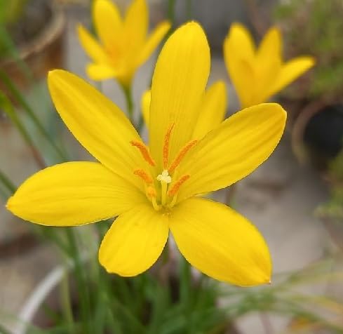 Zephyranthes Flower Seeds – Heirloom Non-GMO High Germination Organic Garden Seeds