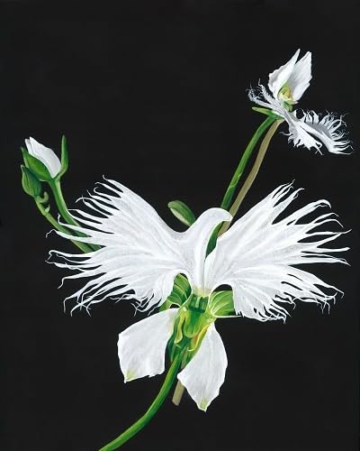 White Egret Orchid Flower Seeds – Heirloom Non-GMO High Germination Organic Seeds
