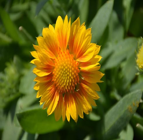 Yellow Gaillardia Flower Seeds Heirloom Non-GMO High Germination Organic Garden Seeds for Planting