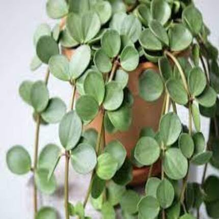 green peperomia flower seeds