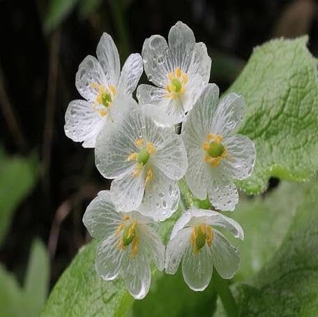 white diphylleia flower seeds