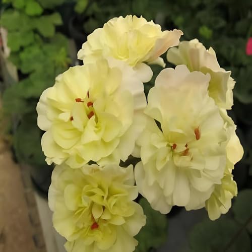 yellow geranium flower seeds