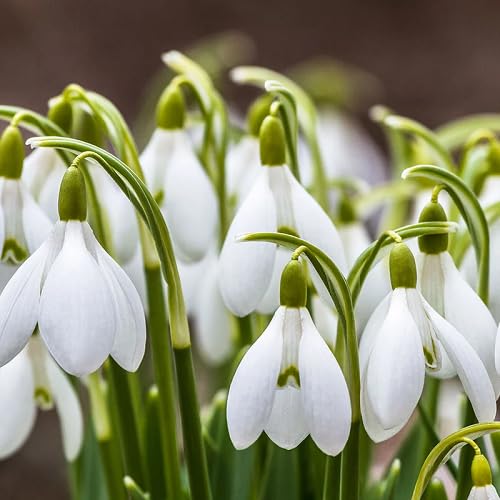 Fresh Galanthus Nivalis Flower Seeds – Heirloom, Non-GMO, High Germination Organic