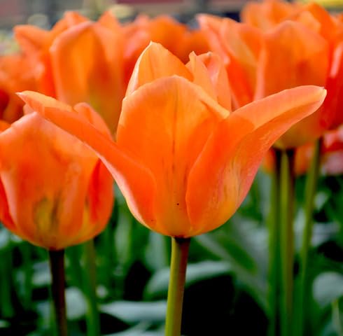 Orange Tulip Flower Seeds – Heirloom, Non-GMO, High Germination Seeds