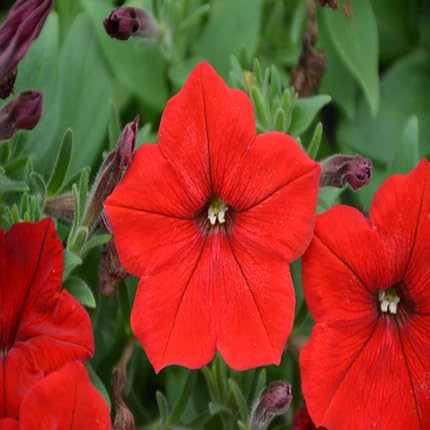 Petunia Flower Seeds Red Heirloom Non-GMO High Germination Organic Garden Seeds