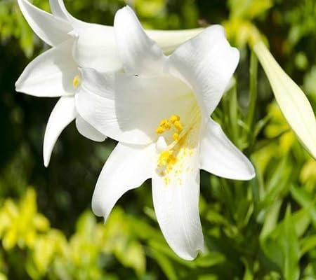 Lily Flower Seeds – Heirloom, Non-GMO, High Germination Organic Garden Seeds for Planting