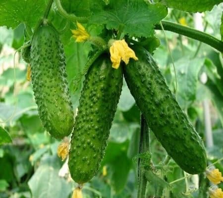 Cucumber Seeds – Heirloom, Non-GMO, High Germination Organic Garden Seeds Planting