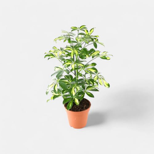 green schefflera flower seeds