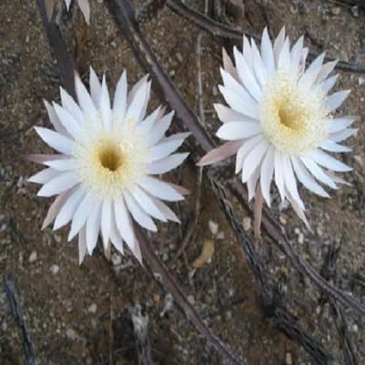 White Peniocereus Flower Seeds – Heirloom Non-GMO High Germination Organic Garden Seeds