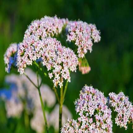 White Valerian Flower Seeds – Heirloom, Non-GMO, High Germination Organic Garden Seeds