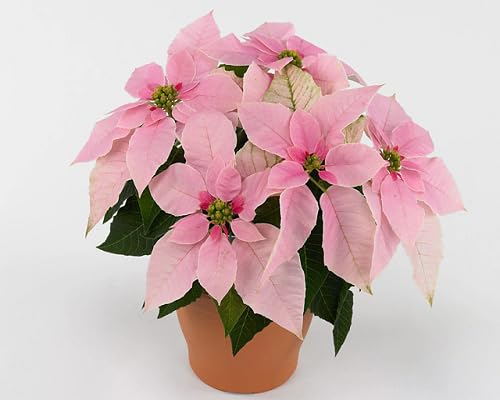 Poinsettia Blumensamen – Alte Sorte, gentechnikfrei, keimstark, Bio-Gartensamen zum Pflanzen