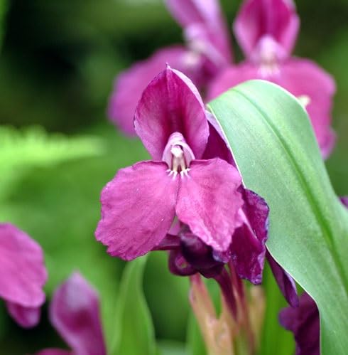 Purple Roscoea Humeana Flower Seeds Heirloom Non-GMO High Germination Organic Garden Seeds for Planting