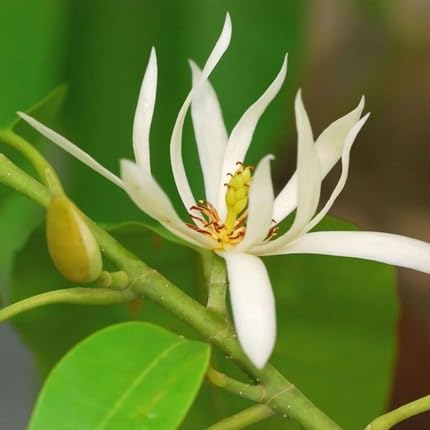micheliaflowerheirloomnongmo flower seeds