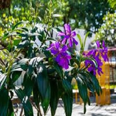 Tibouchina Granulosa Flower Seeds Heirloom Non-GMO High Germination Organic Garden Seeds