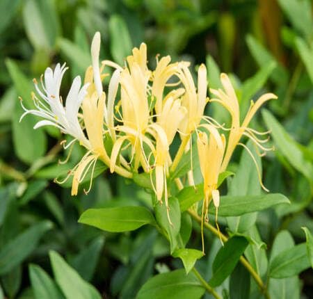 yellow white flower seeds