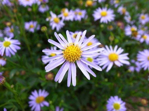 Kalimeris Flower Seeds – Heirloom, Non-GMO, High Germination Organic Garden Seeds for Planting