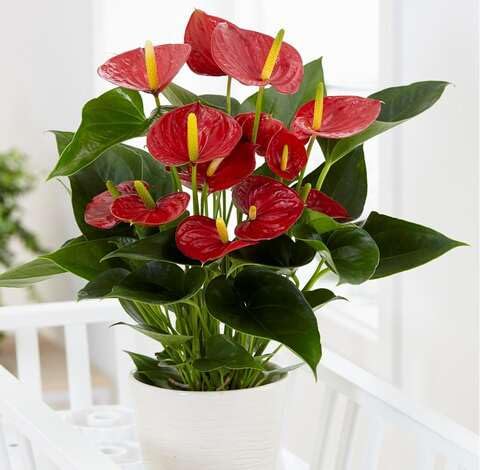 red anthurium flower seeds