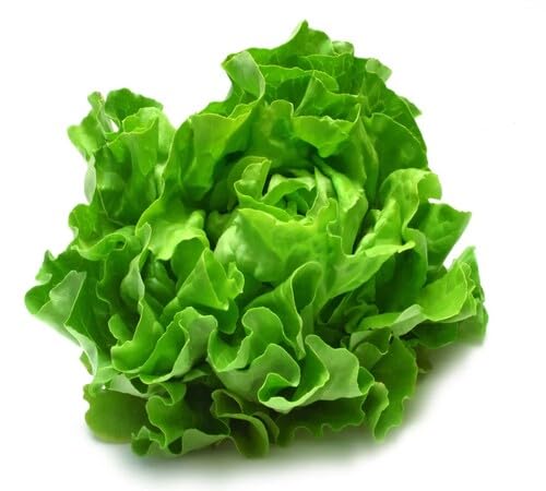 Grüne Salatsamen – Alte Sorte, gentechnikfrei, keimstark, Bio-Gartensamen für die Aussaat