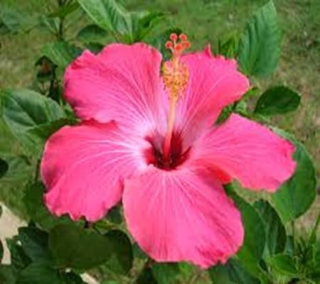 Hibiscus Flower Seeds – Heirloom, Non-GMO, High Germination Organic Garden Seeds for Planting